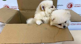 Ticaret Bakanlığı Gümrükler Muhafaza ekiplerinden yavru köpeklere yönelik kaçakçılık girişimine geçit yok