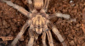 Türkiye'de ilk kez yeni bir tarantula cinsi kaydedildi