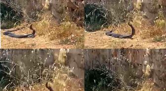 2 metrelik yılanların dansını kedi izledi