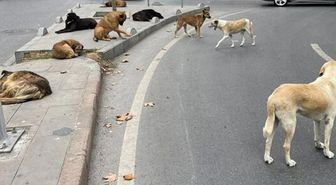 Ankara Valisi Canbolat 52 bin sahipsiz köpeğin toplandığını açıkladı