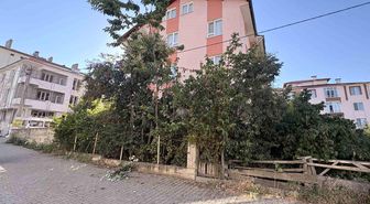 Ihlamur ağacından düşen emekli öğretmen yaralandı