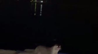 İskeleye çıkan su samurlarını balıkla beslediler