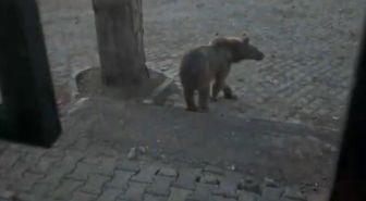 Kars'ta oteller bölgesine inen boz ayıyla vatandaşın diyaloğu gülümsetti