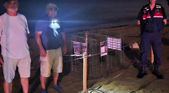 Kuşadası'nda caretta caretta heyecanı: İlk yuva koruma altına alındı