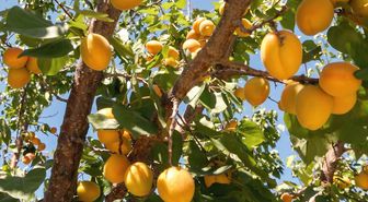 Mersin'in tescilli Mut kayısısında hasat mesaisi sürüyor