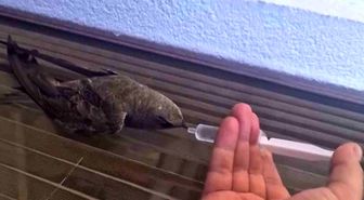Sıcaktan bitkin düşen ebabil kuşu, su ile yeniden hayata tutundu