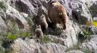 Tunceli'de anne ayı ve yavruları görüntülendi