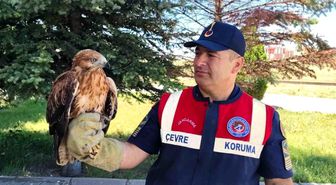 Yozgat'ta yaralı bulunan şahin koruma altına alındı