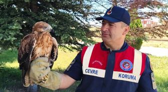 Yozgat'ta yaralı bulunan şahin tedaviye alındı