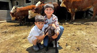 Ağrı'da damızlık desteğiyle kırmızı et üretimi güçleniyor