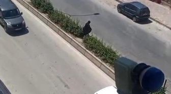 Elinde bastonuyla refüje çıkarak yolun karşısına geçmeye çalışan yaşlı kadın adeta ölümle dans etti