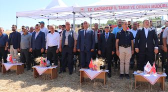 Gaziantep'te yerli buğday çeşitlerinin hasadı yapıldı