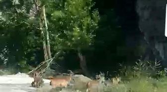 Malatya'da yaban keçileri karayolunda görüntülendi