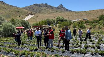 Niğde'de 'Çilek Tarla Günü' programı düzenlendi