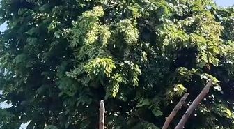Rize'de ıhlamur toplarken elektrik akımına kapılan vatandaş hayatını kaybetti