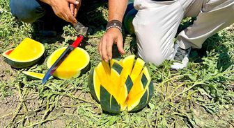 'Tropical Sunshine' üreticinin yüzünü güldürüyor
