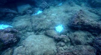 Antalya'da deniz dibinde çok sayıda ölü vatoz görüntülendi