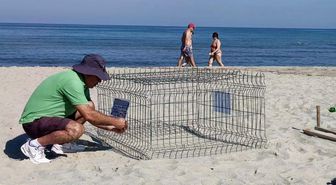 Duyarlı gençlerin ihbarı sayesinde, caretta yuvası koruma altına alındı