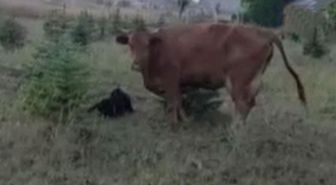 Kaybolan ineğini ararken sürprizlerin en güzeliyle karşılaştı