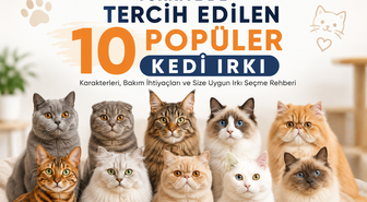 Türkiye'de Tercih Edilen 10 Popüler Kedi Irkı