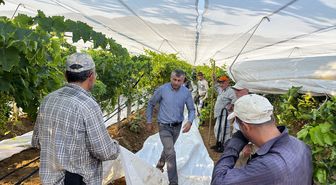 Üzümün üretim merkezlerinden Manisa'da üreticiler beyaz örtü mesaisinde