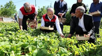 Vali Hatipoğlu, çilek hasadı yaptı
