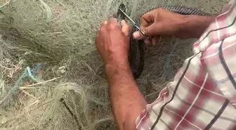 Balık ağında mahsur kılan yılanı elleriyle kurtardı