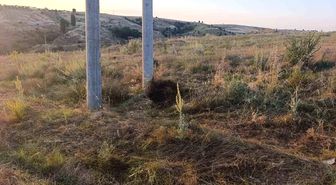 Bilecik'te elektrik akımına kapılan kuş yangına sebep oldu
