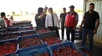 Çay'da kiraz hasadı başladı