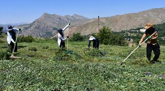 Hakkari'de besiciler ot hasadına başladı