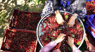 Uluborlu kirazı dalından dünyaya uzanıyor