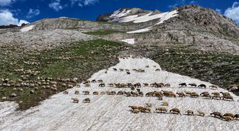 Yaylalarda otlatılan binlerce küçükbaş hayvan günde iki kez sağıma götürülüyor