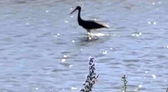 Çoruh Nehri'nde balık avlayan kara leylek kamerada