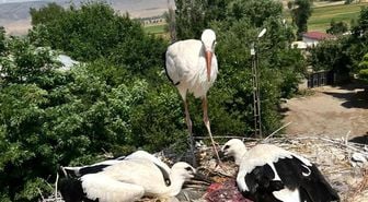Güroymak'ta yaralı leylek ve yavrularına şefkat eli