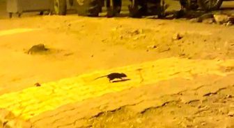 Lağım fareleri korkutuyor
