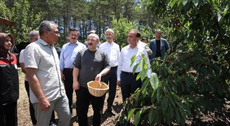 TBMM Sanayi Komisyonu Başkanı Varank, Bursa'da kiraz hasadında konuştu Açıklaması