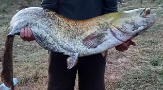 Amatör balıkçı oltayla 35 kilo yayın balığı yakaladı