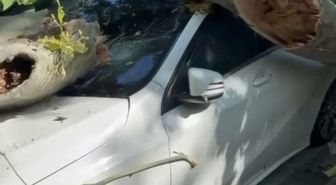 Bakırköy'de Asırlık Çınar Ağacı Otomobilin Üzerine Devrildi
