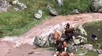 Kars'ta Dereye Mahsur Kalan İnekler Kurtarıldı