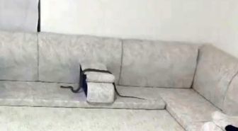 Misafir bekliyordu yılan geldi! Karşısında görünce neye uğradığını şaşırdı