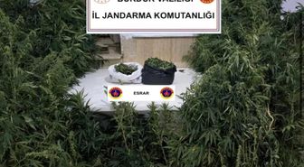 Kenevirleri sularken suçüstü yakalandı