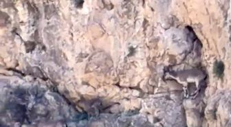 Malatya'da yaban keçileri sürü halinde görüntülendi
