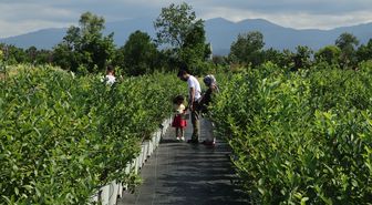 Sakarya'da kurulan mavi yemiş bahçesi ziyaretçilere hasat imkanı sunuyor