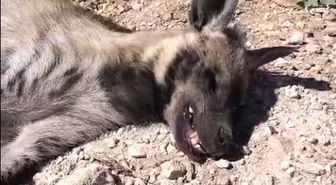 Şanlıurfa'da nesli tehdit altındaki çizgili sırtlan ölü bulundu