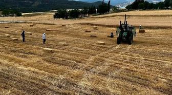 Sinop'ta yılın ilk buğdayları hasat edildi