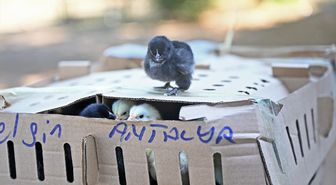 Antalya'da usulsüz taşınan 700 civcive el konuldu