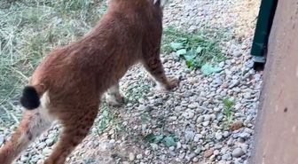 Hamzabeyli Sınır Kapısı'nda 2 vaşak ile 2 Serval kedisi ele geçirildi
