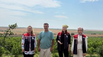 İpsala'da mavi yemiş hasat ediliyor