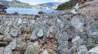 Nemrut Krater Gölü'nde kelebek şöleni