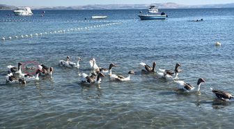 'Şartlı tahliye' edilen kazlar, ördek yavrusunu sahiplenip, sürüye aldı